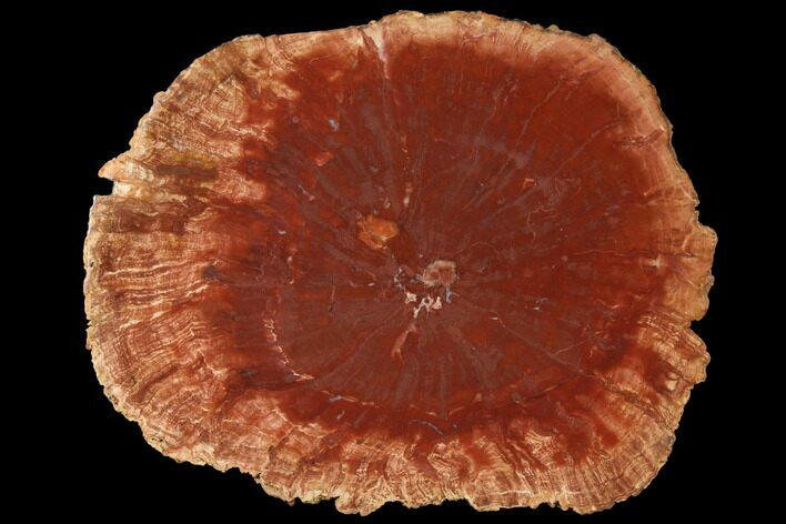 Petrified Horsetail (Calamites?) From Madagascar - Rare! #125681